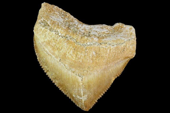 Fossil Crow Shark (Squalicorax) Tooth- Morocco #110095
